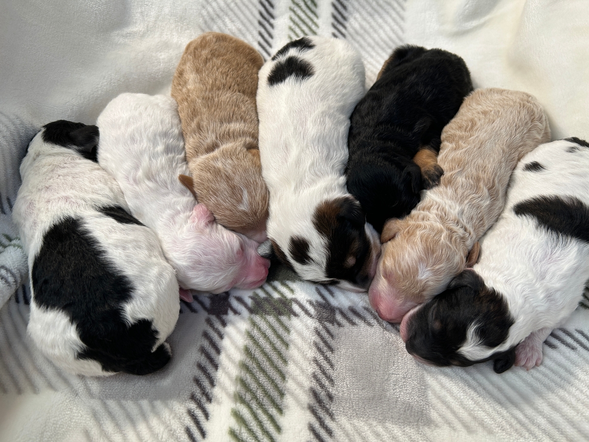 Parti Colors, Tri Colors, Solids and More! Mini Schnoodles for Sale, DOB 9-4-2025, $950